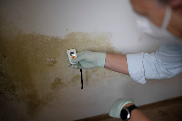 Best Mold Testing  in Demorest, GA